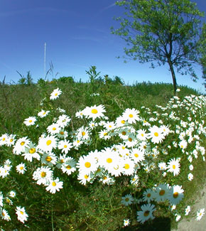 Ostseebad Boltenhagen